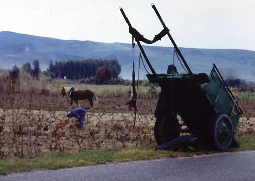 Sardegna rurale 1995