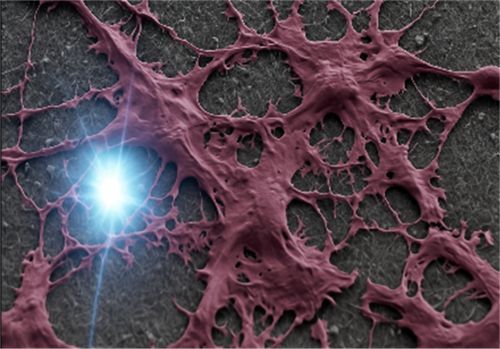 Differentiated primary rat astrocytes grown on glass nanowires