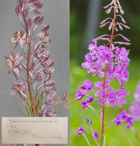 Pianta di Epilobium angustifolium da erbario e moderna