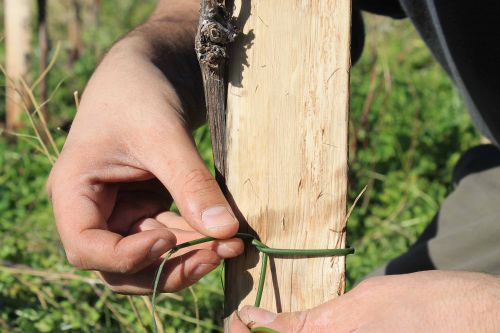 Lavori nella vigna sperimentale degli antichi romani