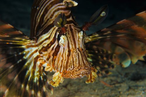 Pterois miles - credits Bessy Stancanelli