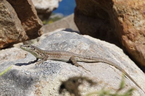 La lucertola di Lataste, Podarcis latastei (Foto: Michel Delaguerre)