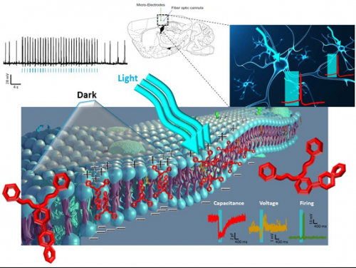 Immagine rielaborata da Mattia Di Francesco (IIT)