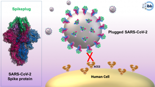 Spikeplug circonda il virus per inibire l'adesione al recettore ACE2