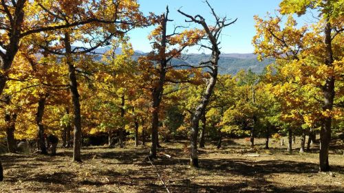 Bosco di San Paolo Albanese