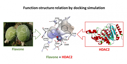 Relazione struttura-funzione determinata attraverso simulazioni di docking molecolare
