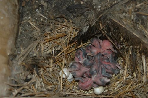 Wryneck (Jynx torquilla) hatchlings in a nest-box (credits: Michael Schaub)