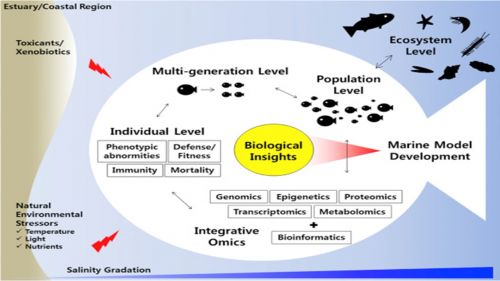 Sintesi della complessità dell'ecosistema marino che la Marine Strategy Framework Directive vuole analizzare per identificare e definire strumenti di tutela funzionali al raggiungimento del cosiddetto 'Buono stato ambientale'.