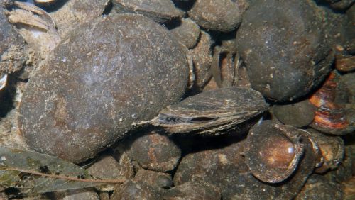 Microcondylaea bonellii mimetizzata nel fondale di un torrente. E' l'unica specie italiana in grado di colonizzare acque con forti correnti e fondali duri