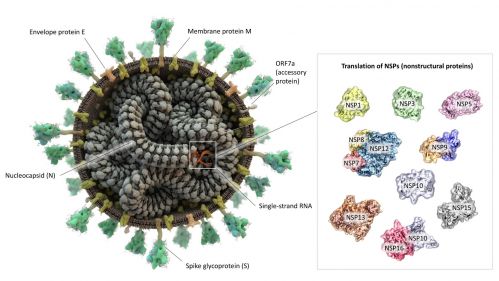 SARS-CoV2 virus and its proteins