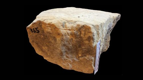 Fossile NHMP 365