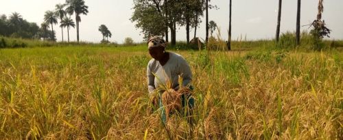 Risicoltrice della valle di Balmadou durante la raccolta (Foto di Ndella Édith Manga)