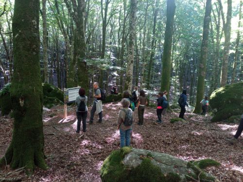 Terapia forestale guidata da uno psicoterapeuta (credits Francesco Meneguzzo)