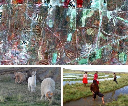 Tiwanaku - Il sistema dei waru waru regolava l'umidità del suolo, limitava le gelate e garantiva la produttività, configurandosi come un'infrastruttura agricola resiliente capace di mitigare la variabilità ambientale