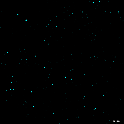 Microrganismi (batteri e archaea) di profondità al microscopio confocale (1 micrometro - micron corrisponde a un millesimo di millimetro). Credit N. Tomasi
