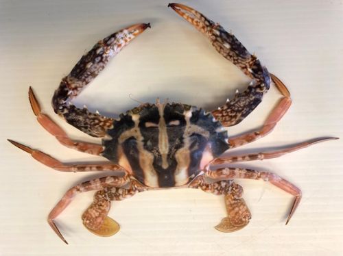 Charybdis feriata (Credits: Fabio Grati, Cnr-Irbim)