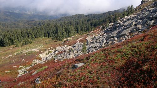 La Riserva Naturale Orientata e Biogenetica di Campolino, una delle due Genetic Conservation Unit appenniniche di abete rosso identificate da Cnr-Ibbr per le sue peculiarità genetiche