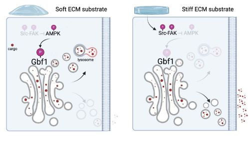 Rappresentazione schematica della via di segnalazione identificata