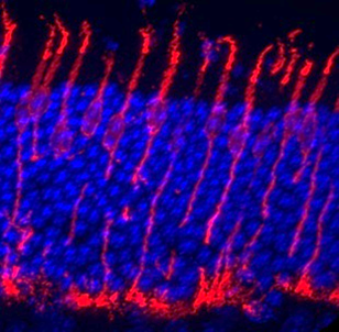 Immagine 1: micrografia a fluorescenza di una sezione della retina esterna. In rosso: i coni