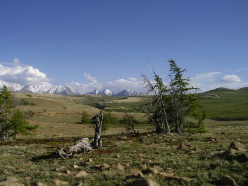 Altai relict