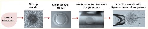 Sequenza di passaggi a cui è soggetto normalmente l'ovocita nel processo di fecondazione in vitro (Ivf) e dove  potrebbe essere inserito il test meccanico, non invasivo, per la selezione dell'ovocita da fecondare