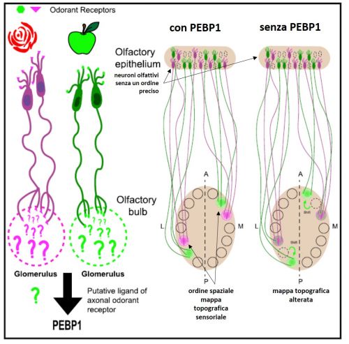 Il ruolo del fattore PEBP1 nella formazione della mappa topografica olfattiva a livello del bulbo cerebrale. In topi geneticamente modificati per non produrre PEBP1, la mappa topografica risulta alterata