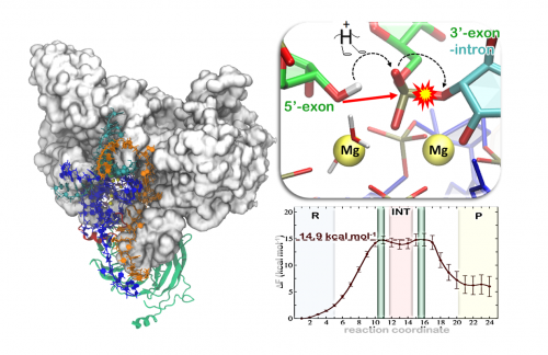 Reaction mechanism of the second ligation step of splicing