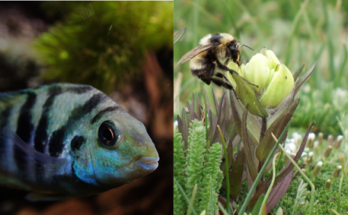 I pesci della famiglia dei Ciclidi (nella foto a sinistra un Amatitlania sp.) e gli insetti sociali (nella foto un bombo della specie Bombus balteatus) sono tra gli animali più intensamente studiati per comprendere l'adattamento evolutivo. Credits: Carmel