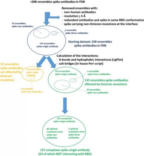 Flowchart of the procedure for the selection of the complexes to evaluate the interactions between spike and the antibodies