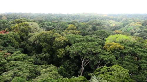 Ghana, Ankasa Forest from the Eddy Tower. Phtoto credits Elisa Grieco