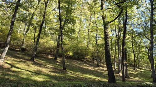 Foreste di querce centro Italia