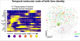 A global temporal code of neuronal birth order defined by 17 transcription factors (see Legend)