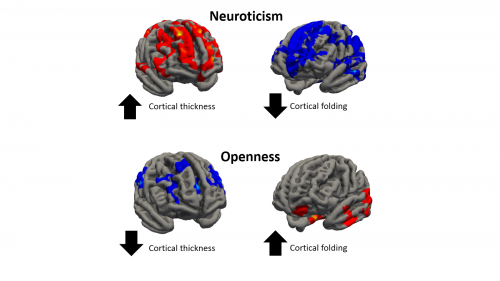 Researchers investigated the differences in the brain cortical anatomy by three index measures: thickness, area and amount of folding in the cortex
