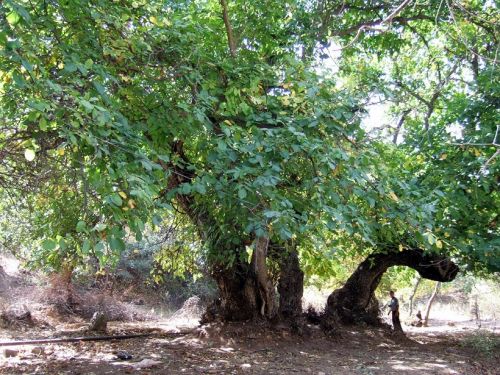 Old wild walnut tree