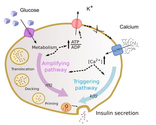 Schema cellulare