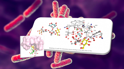 Modeling of LecB-Psl interactions favors binding to the side chain of Psl