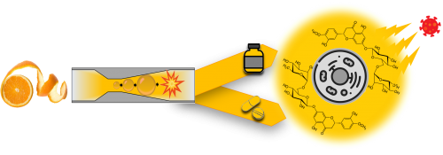 Graphical abstract