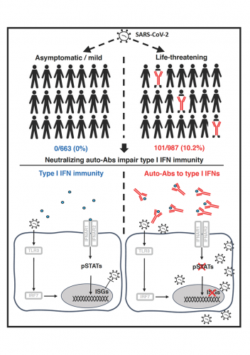 Anticorpi neutralizzanti contro l'IFN di tipo I sono alla base della polmonite da COVID-19
