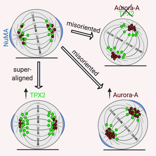 orientamento del fuso mitotico in una cellula normale o in presenza di livelli alterati di Aurora-A o TPX2. Da 