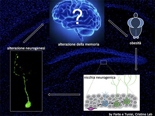 Graphical abstract by Forte e Tunisi, Cristino Lab