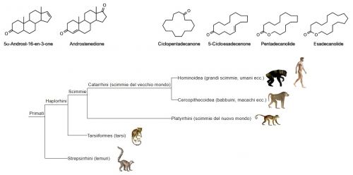 Ipotetici feromoni identificati nei primati ed albero filogenetico di questi organismi