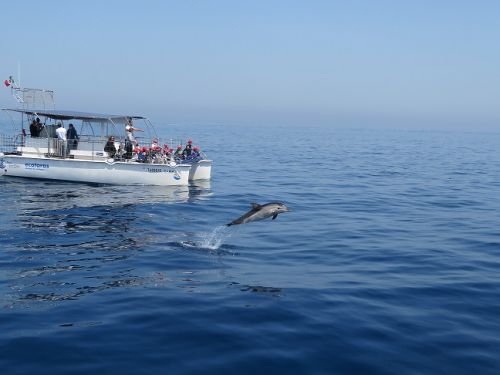  Attività di Citizen Science svolte dalla Jonian Dolphin Conservation nel Golfo di Taranto   Immagine 2: