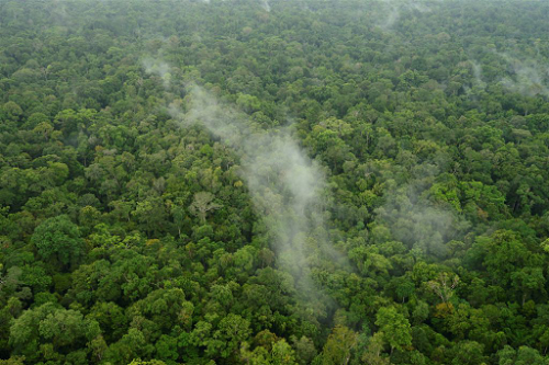 Foresta intatta nel Papua Nuova Guinea, credits: Rocky Roe & UPNG Remote Sensing Centre