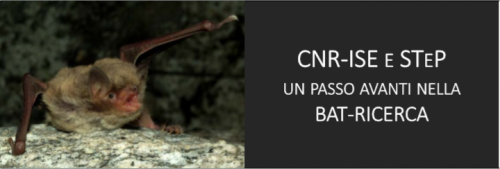 Immagine bat-ricerca