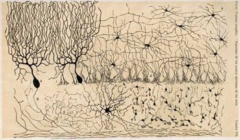 Cajal Cerebellum