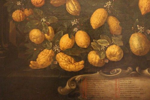 Bartolomeo Bimbi:  arance, cedri, lime, limoni e lumie, 1715. Poggio a Caiano, Museo della natura morta