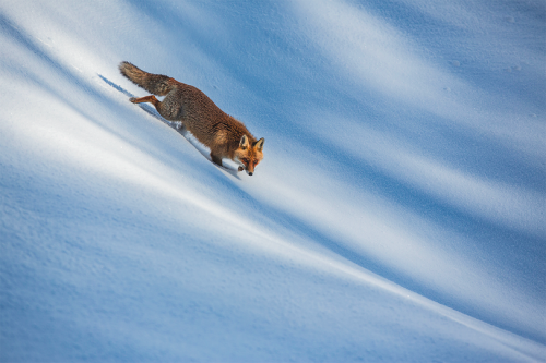 Molise, un maschio di volpe rossa scende agilmente lungo un pendio innevato, nel cuore dell'inverno. Fotografia di  ©Bruno D'Amicis