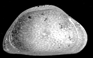 Una nuova specie di ostracode scoperta sull'Appennino parmense