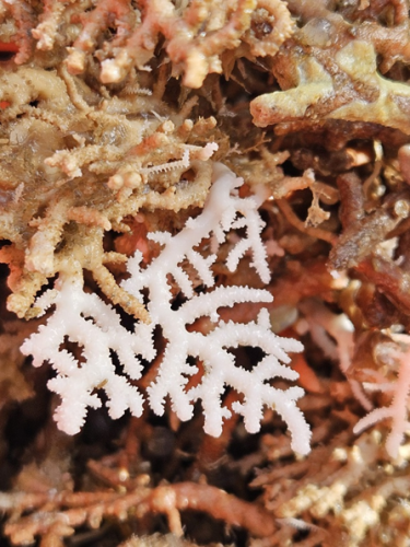 Immagine dei corali profondi campionati su uno dei mound obiettivo del progetto 
