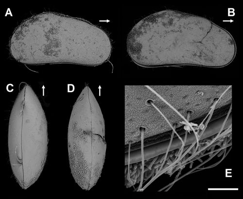 Pseudocandona sulphurella sp. nov. A) Femmina, carapace in vista laterale destra della valva destra (PsLan04). B) Maschio, carapace in vista laterale destra della valva destra (PsLan03). C) Femmina, carapace in vista ventrale (PsLan05). D) Femmina, carapa